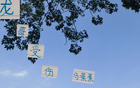 蔣內(nèi)傷，大連賽，馬艾誰得機(jī)？