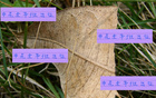 申花隊(duì)能否足協(xié)杯勝出？陳晉一、米內(nèi)羅及特謝拉助陣。