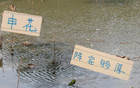 申花替補陣容，國腳主力，中超榜首霸主。