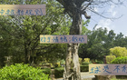 中超新規(guī)不利申花特謝拉，需調(diào)整隊長或增吳曦盯人。